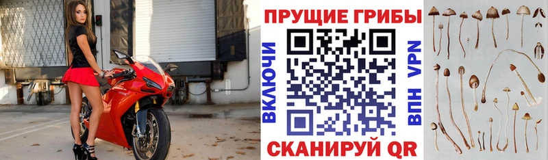 Псилоцибиновые грибы Psilocybine cubensis  shop формула  Давлеканово 